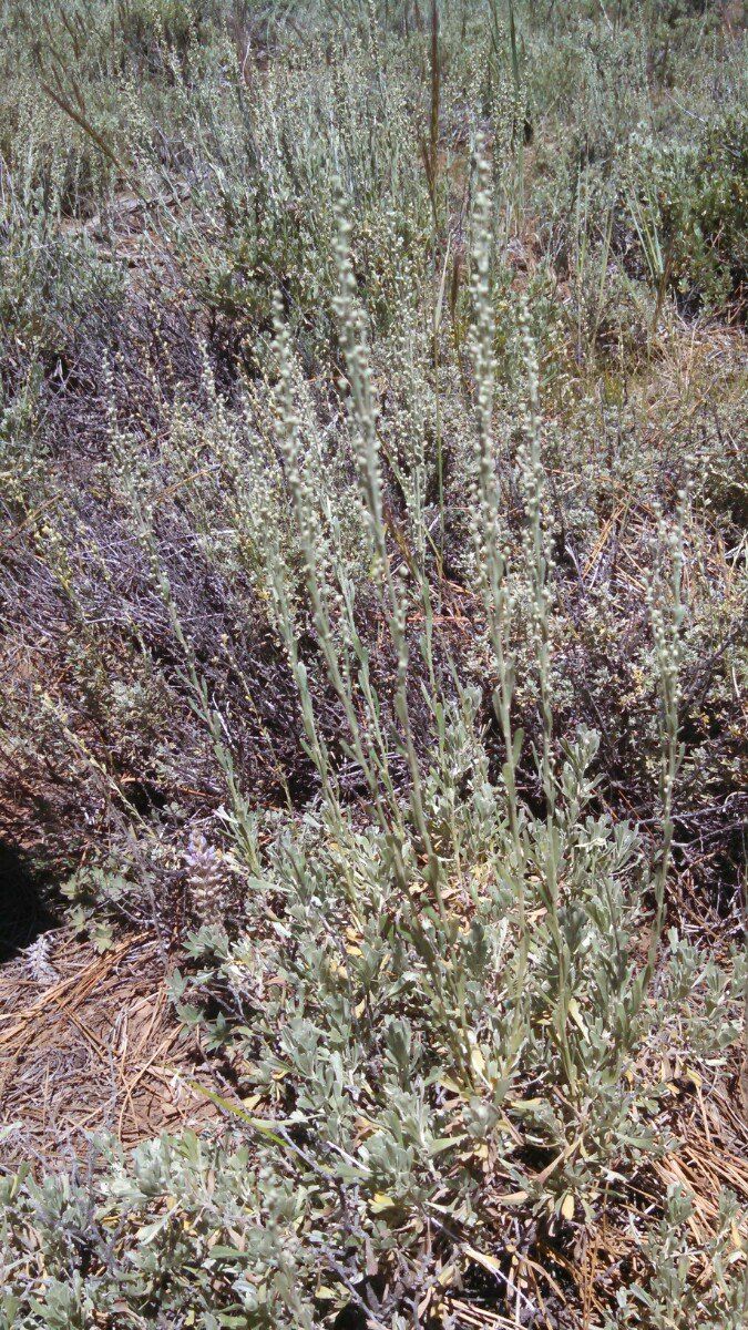 Artemisia arbuscula ssp. thermopola