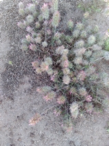 Trifolium angustifolium