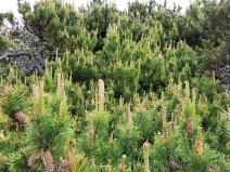 Pinus contorta ssp. contorta