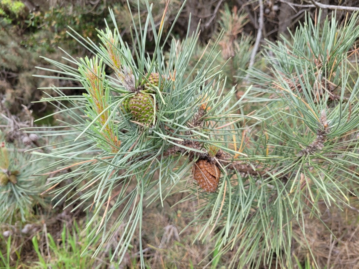 Pinus muricata