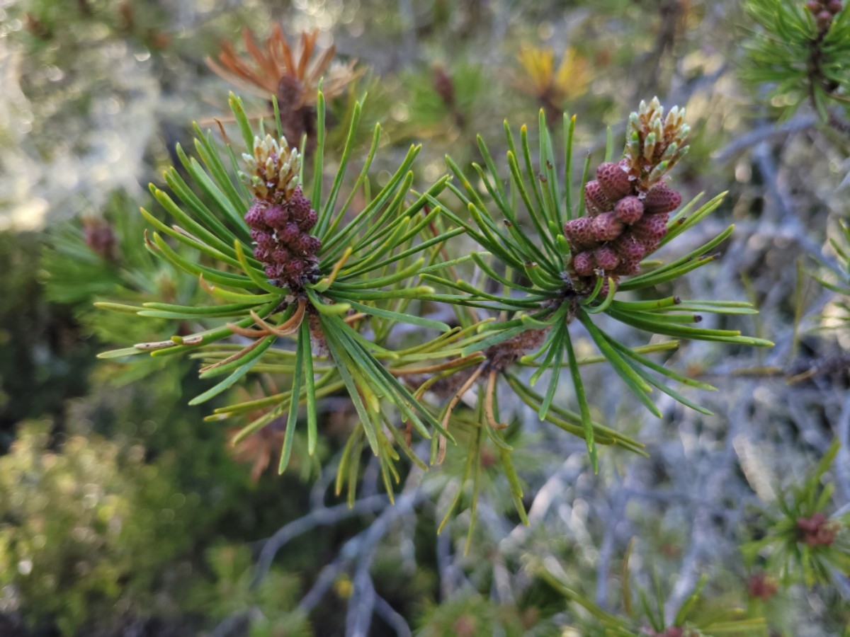 Pinus contorta ssp. bolanderi