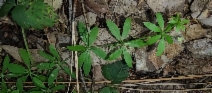 Galium trifidum ssp. subbiflorum