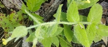 Erythranthe ptilota