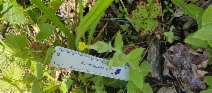 Erythranthe ptilota