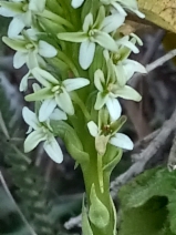 Piperia elegans