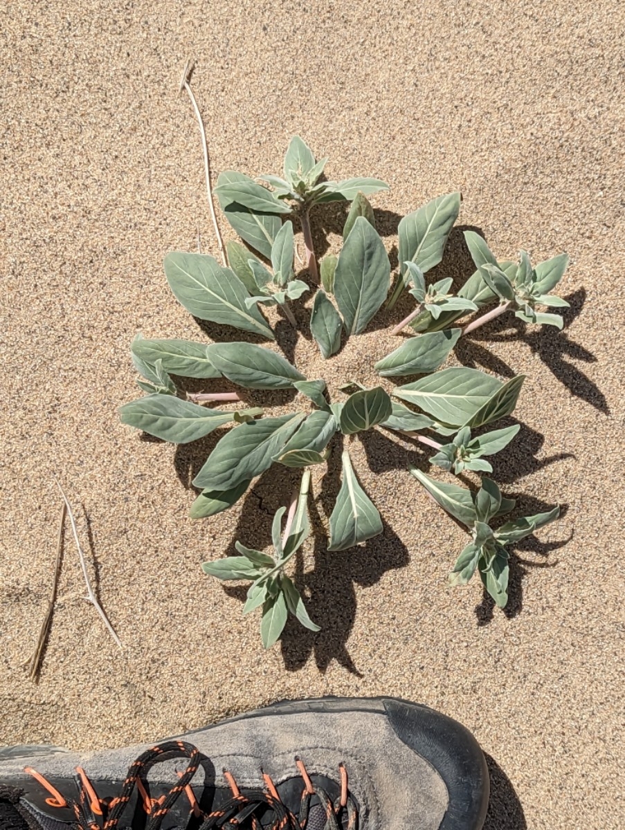 Oenothera californica ssp. eurekensis