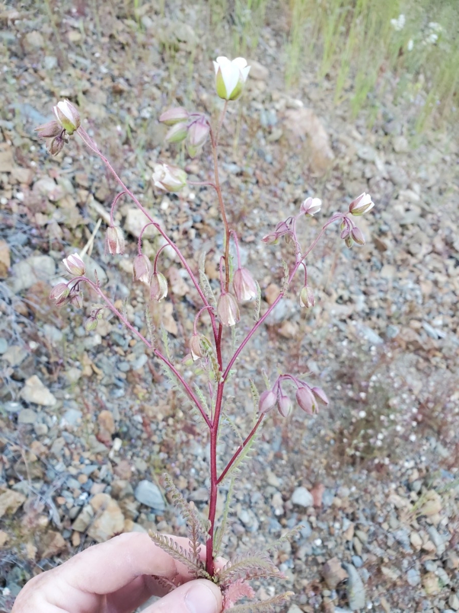Emmenanthe rosea