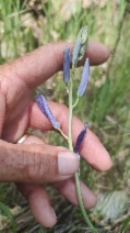 Camassia leichtlinii ssp. suksdorfii
