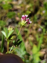 Trifolium variegatum var. major