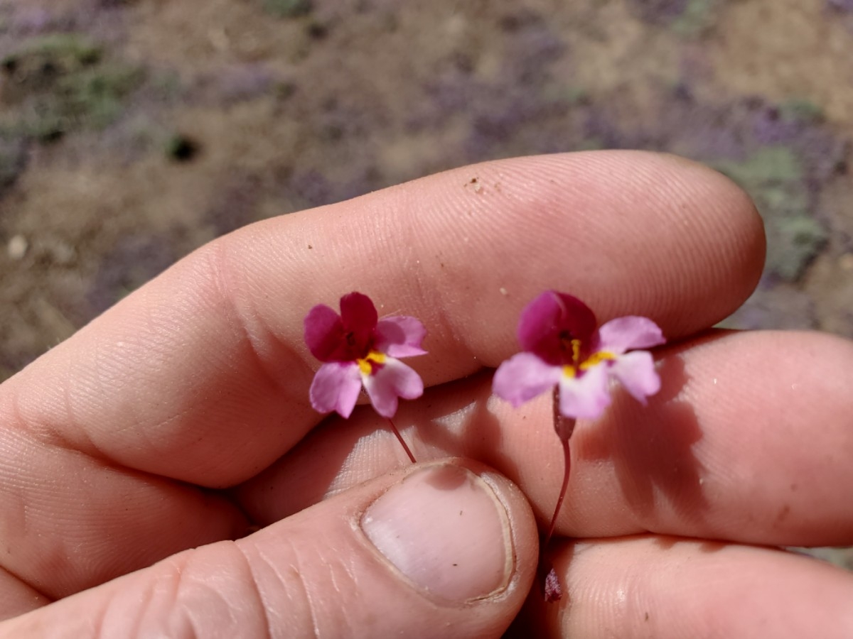Erythranthe purpurea