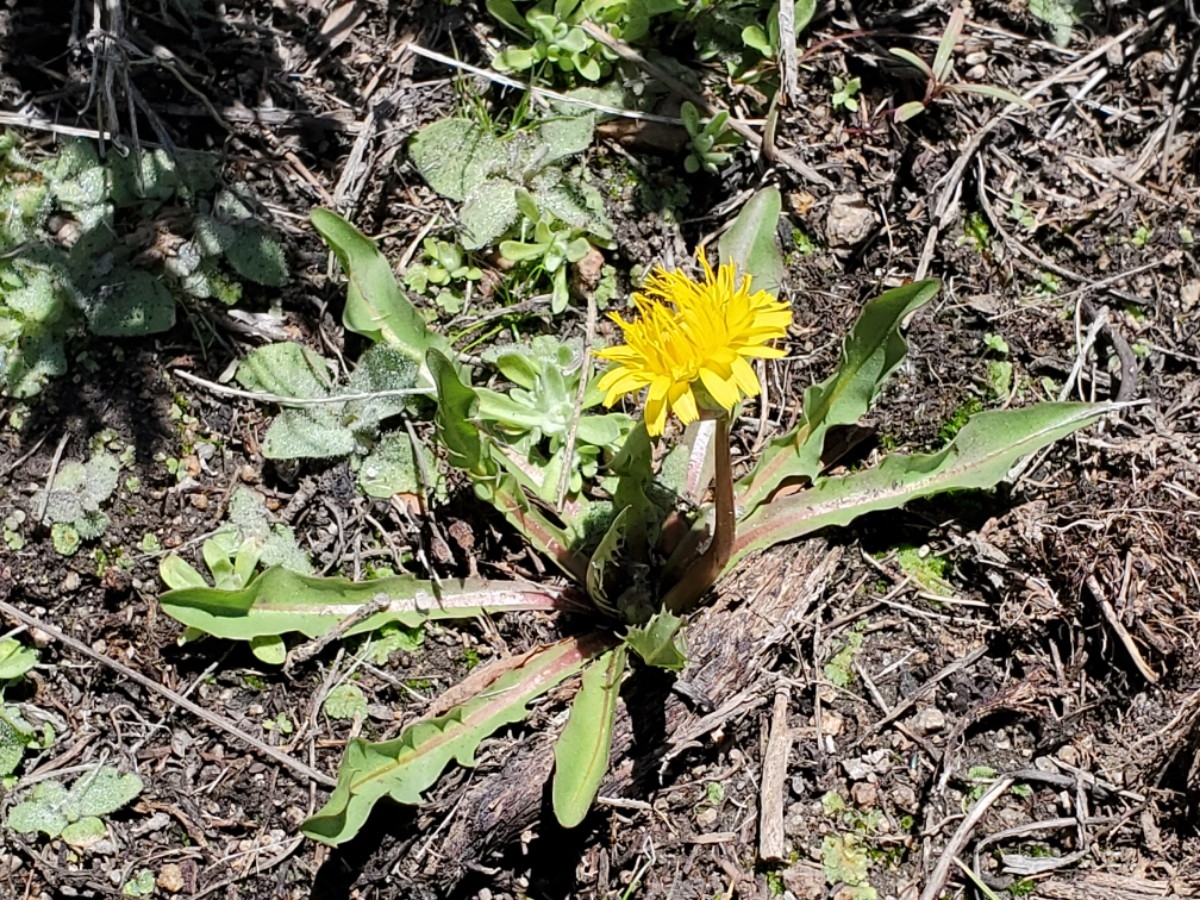 Taraxacum californicum