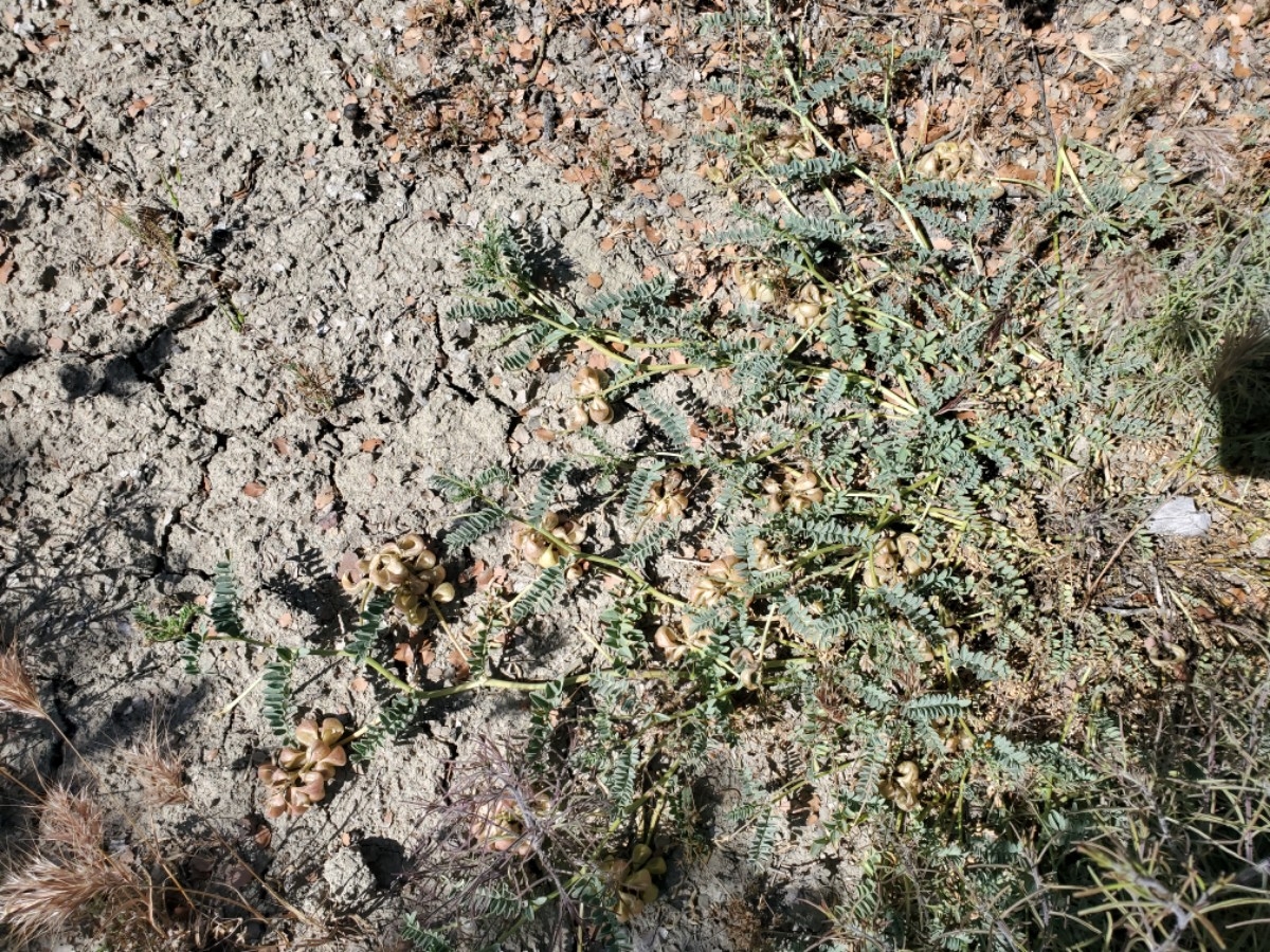 Astragalus lentiginosus var. idriensis