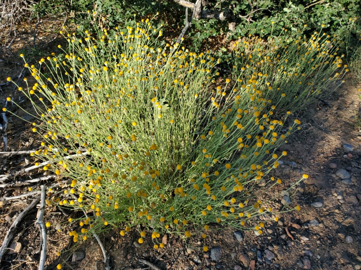 Eriophyllum lanatum var. aphanactis