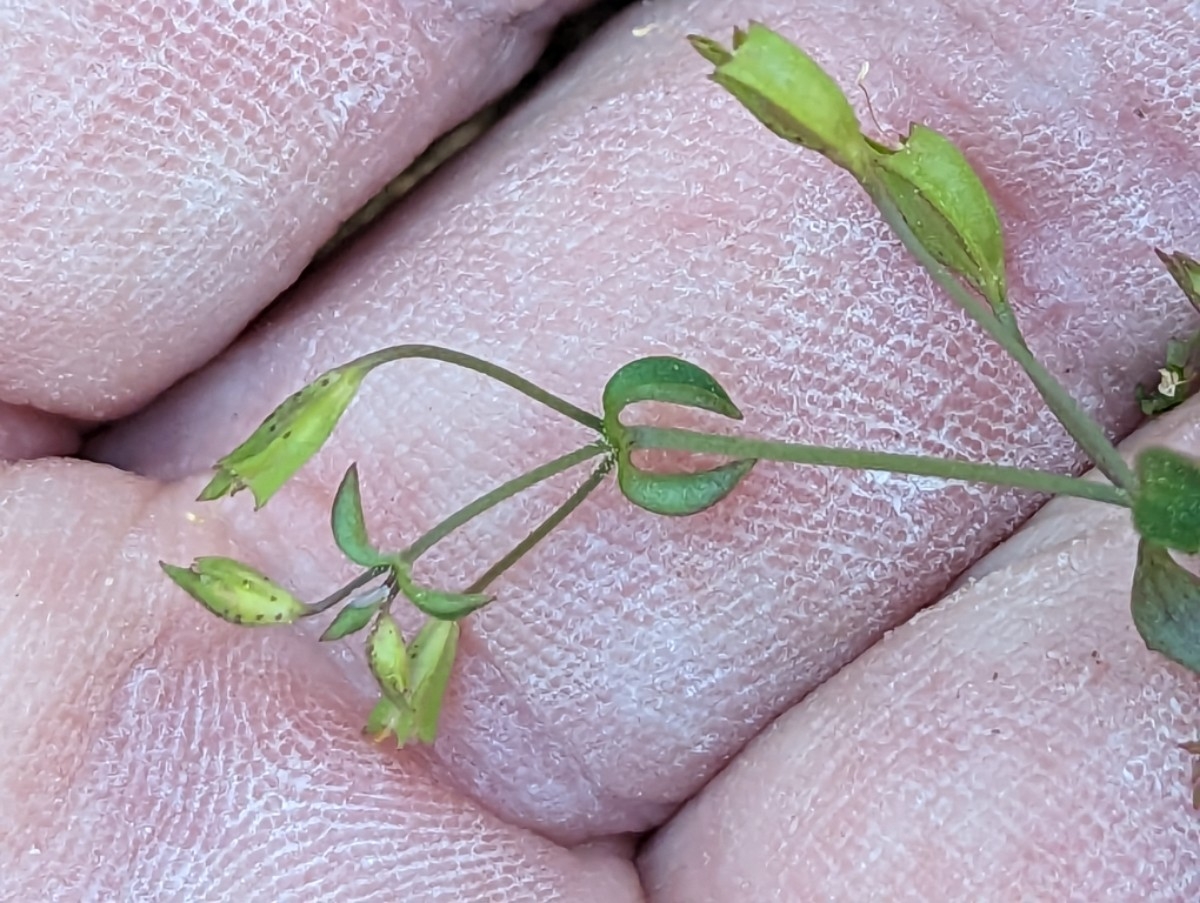 Erythranthe angulosa