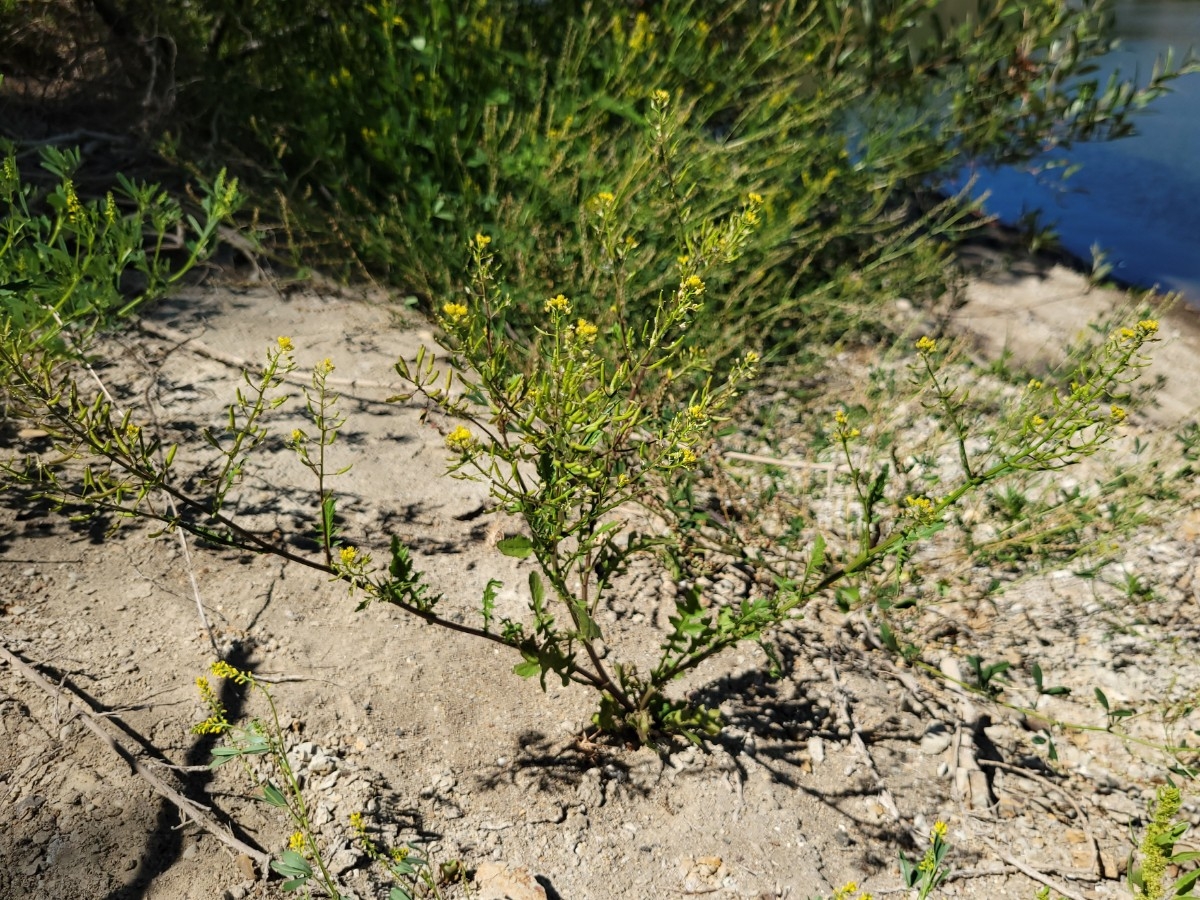 Rorippa palustris ssp. palustris