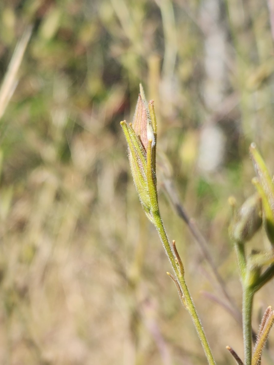 Cordylanthus pilosus ssp. pilosus
