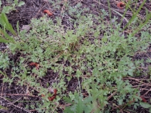 Trifolium monanthum ssp. parvum