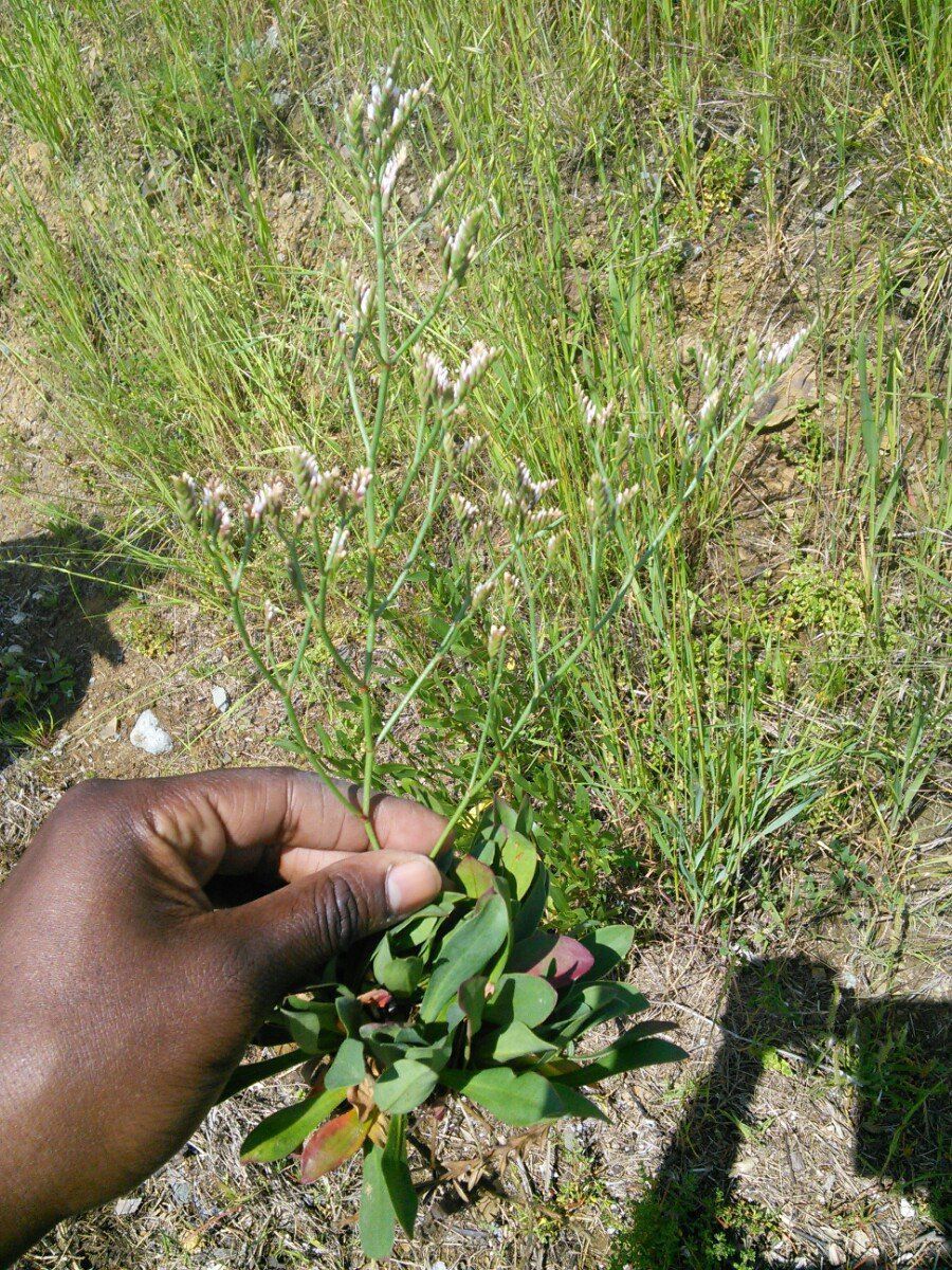Limonium ramosissimum ssp. provinciale
