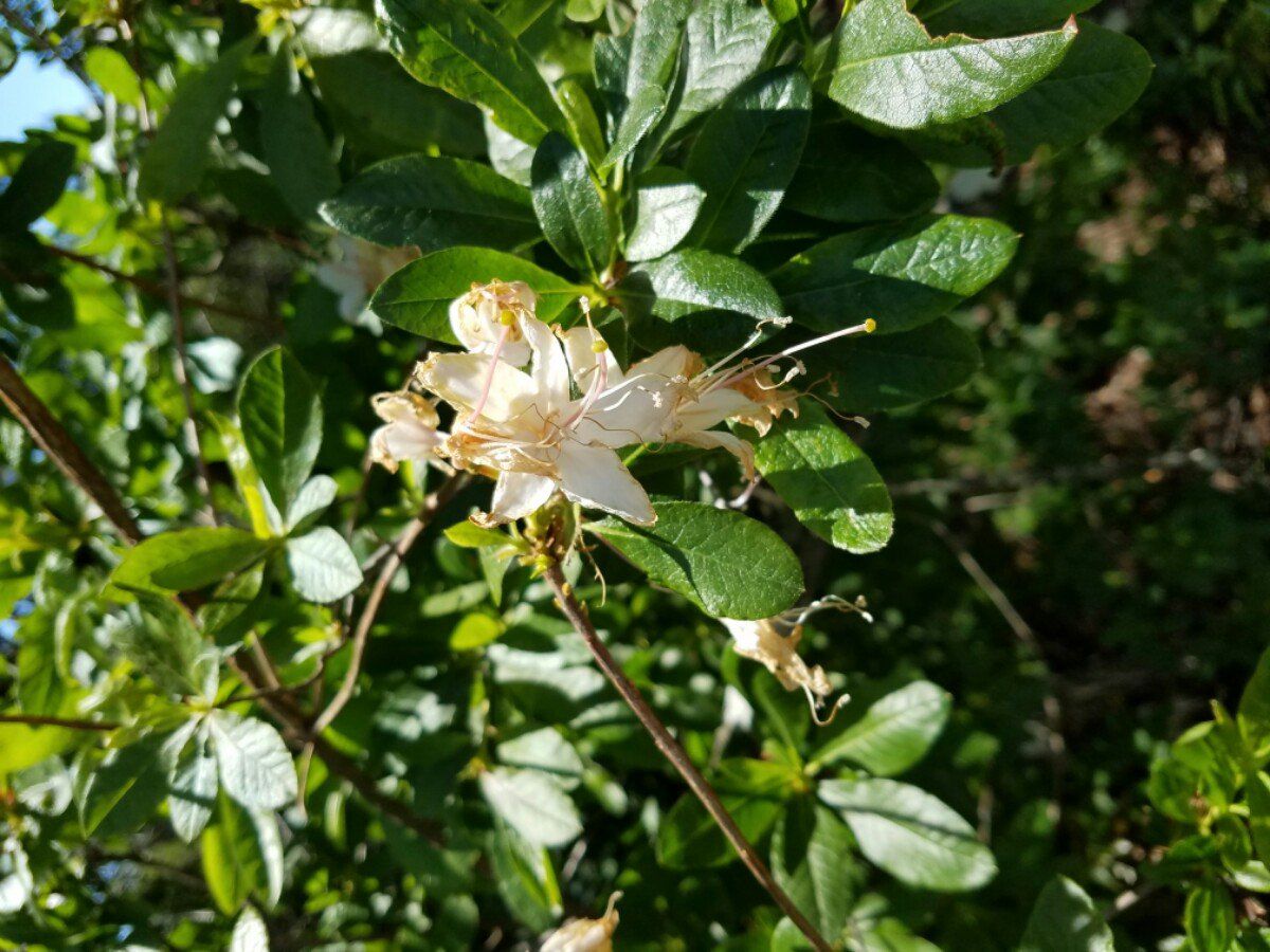 Rhododendron occidentale var. sonomense