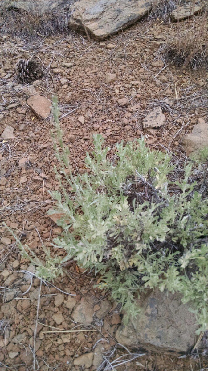 Artemisia arbuscula