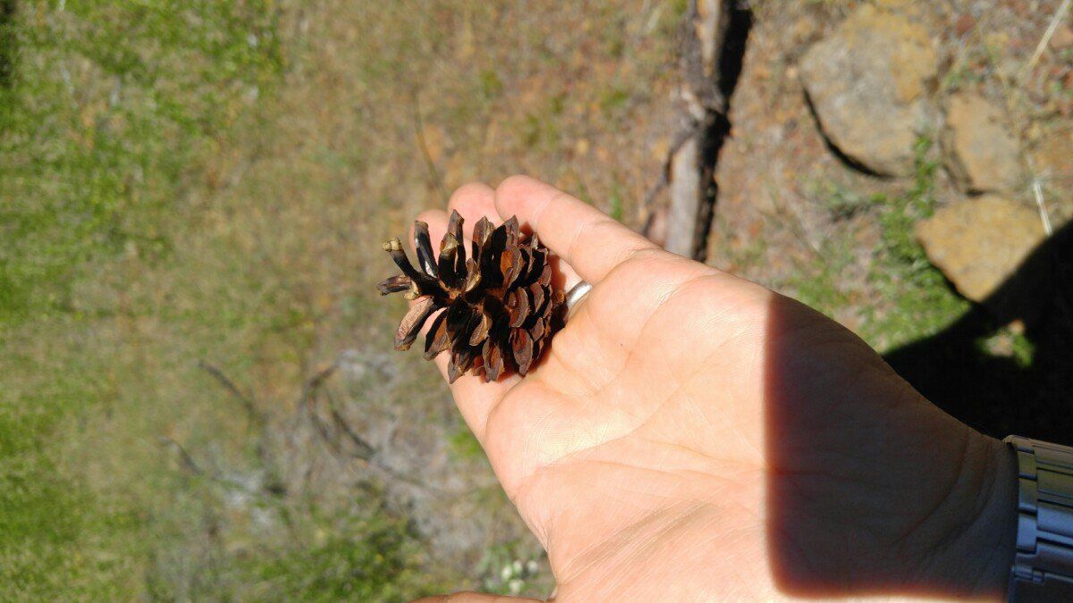 Pinus contorta ssp. murrayana